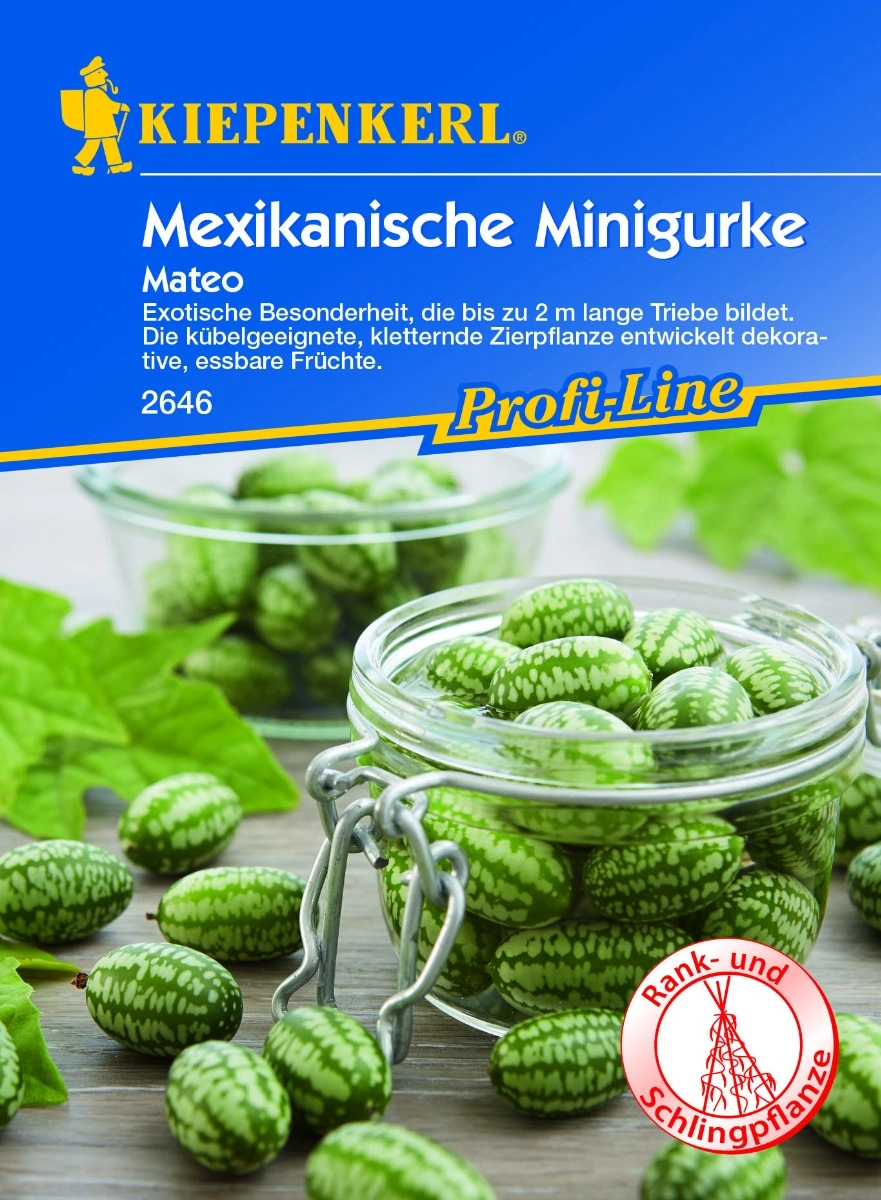 Mexikanische Minigurke (Mateo)